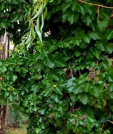 Appartement Borostyan Apartmann *